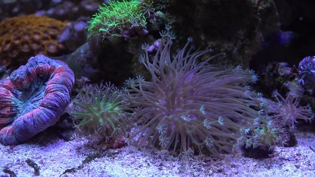 Кораллы в смешанном рифе Июль 2021 смотреть онлайн