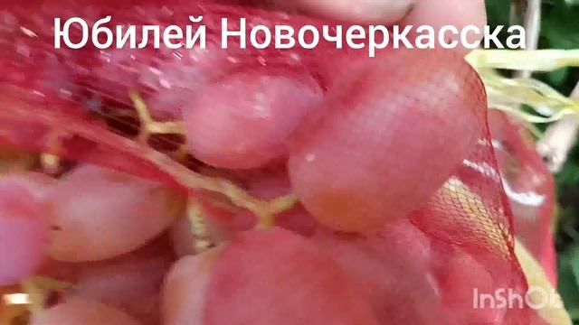 Какой виноград набрал больше сахар на 5 е августа 2024. смотреть онлайн