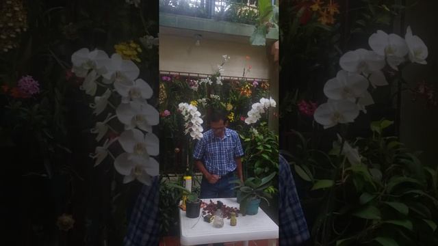 como cultivar la phalaenopsis en su casa. смотреть онлайн