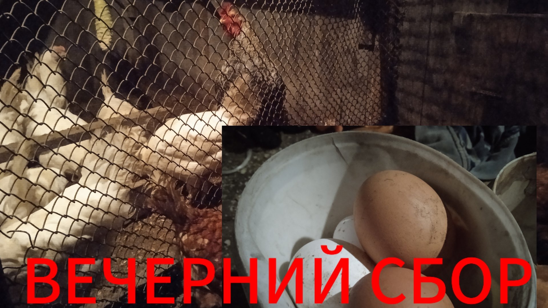 Сколько яиц в день несут пятнадцать кур смотреть онлайн