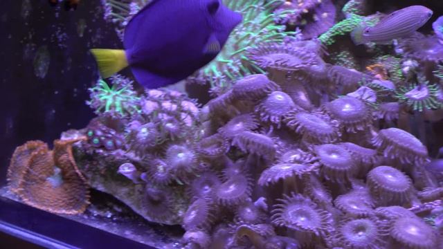 Мои морские рыбки смотреть онлайн