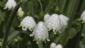 Весенняя Музыка Для Души