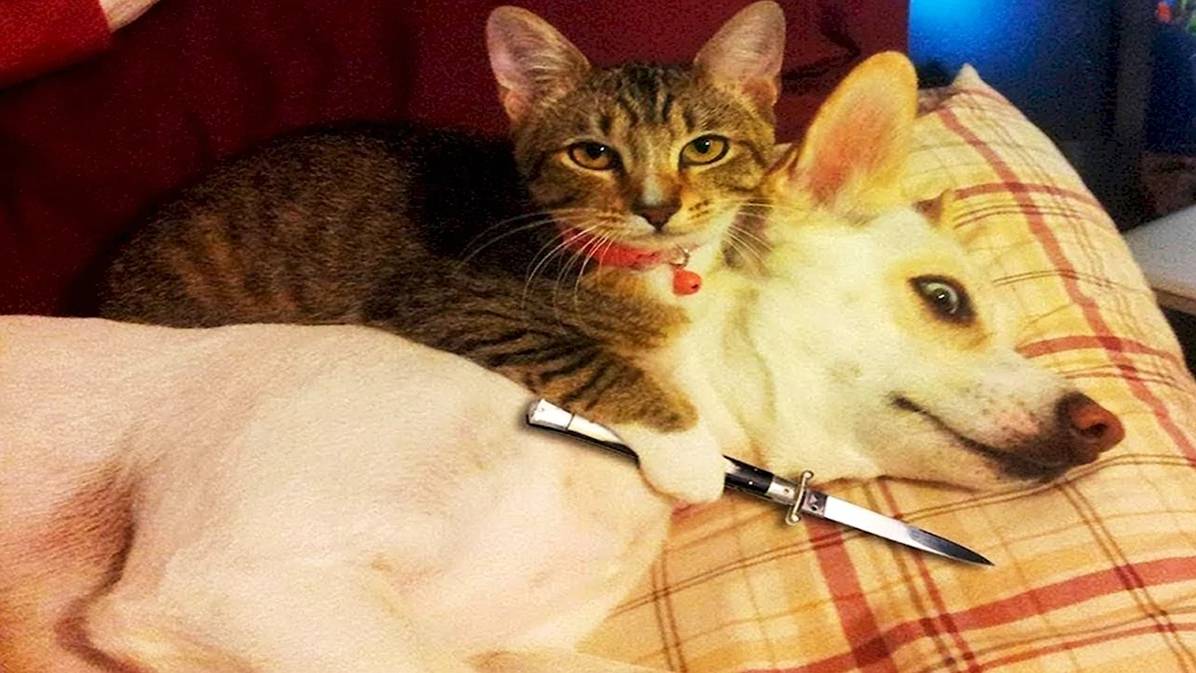 Кошки против собак