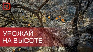 В Гумбетовском районе продолжается работа по развитию горно-долинного садоводства
