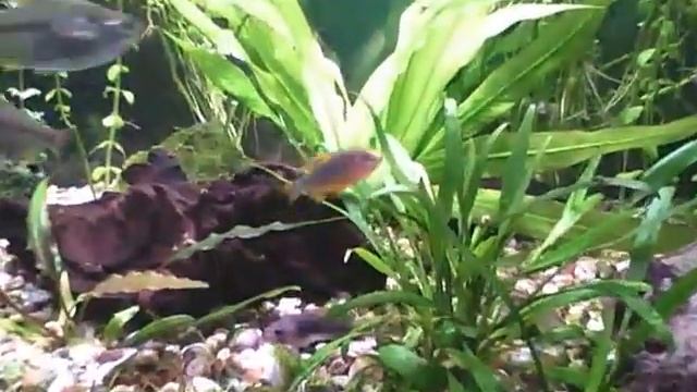 Aquael 60 litre new!! смотреть онлайн