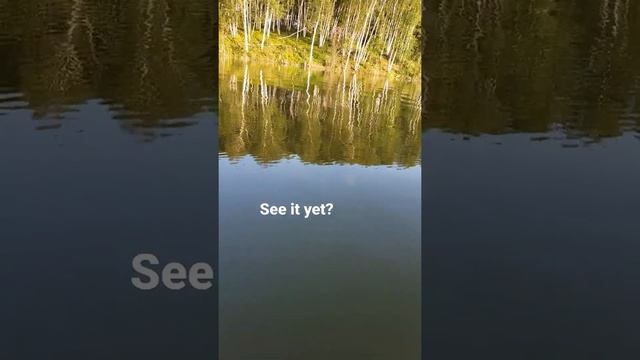 A beaver passed me, wait for it. Underwater beaver swimming past my boat while fishing! смотреть онлайн