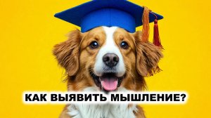 08.2. Как обнаружить мышление?