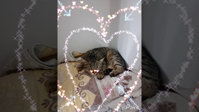 Милая кошка баст смотреть онлайн