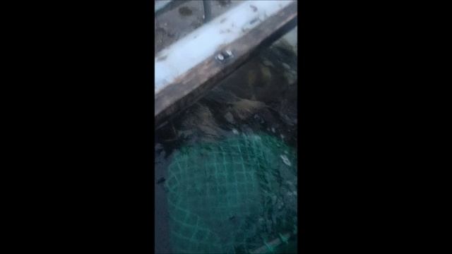 VID_20241122_151350 смотреть онлайн