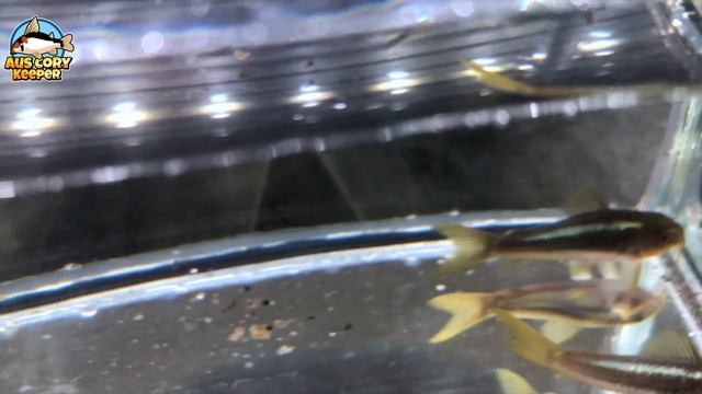 Corydoras sp. CW009 "Green laser" смотреть онлайн
