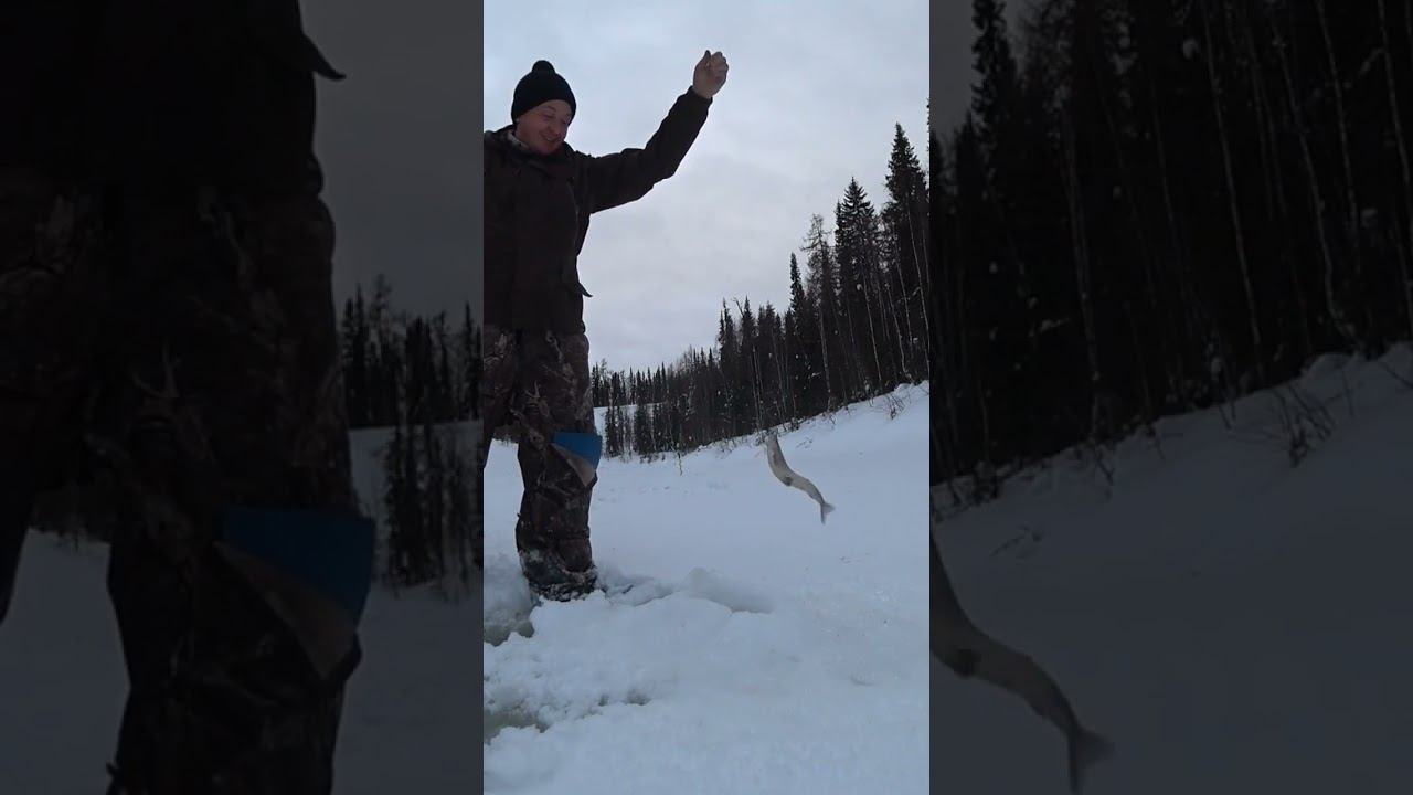 ХАРИУСА домучал смотреть онлайн