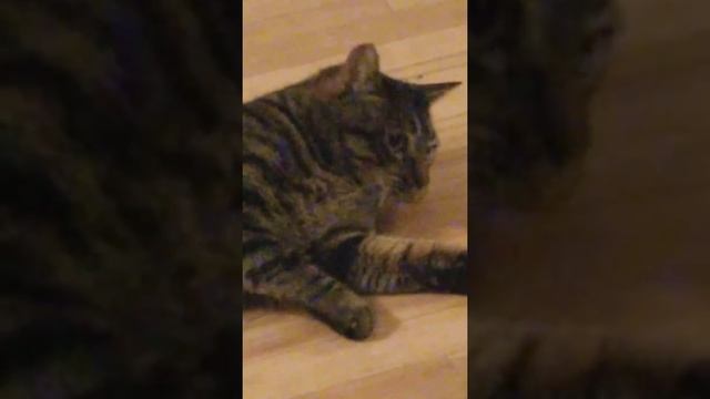 Cat vs Dog ¦ Odo vs Quark ¦ Round 1 смотреть онлайн