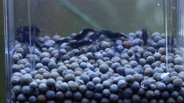 Best Substrate Color for Black Shrimp смотреть онлайн