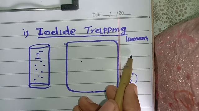 Guyton chp 77 part 1 Synthesis of Thyroid hormone смотреть онлайн