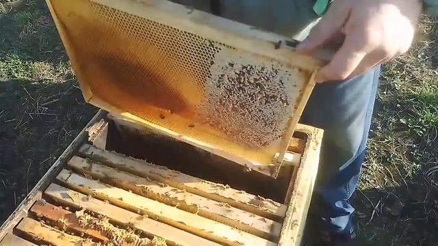 9 апреля Ускорить развитие пчелосемей весной смотреть онлайн