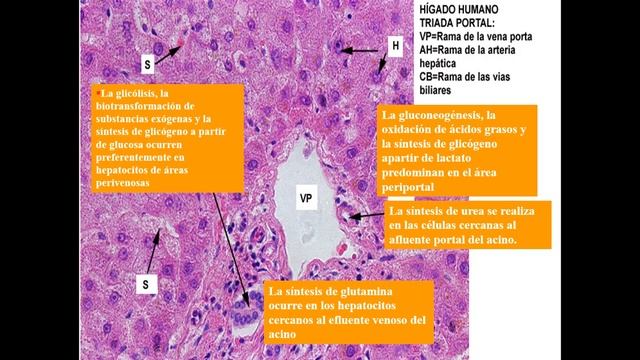clase fisiopatología Gastrointestinal - Hepática смотреть онлайн