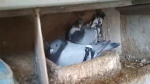 Спортивные почтовые голуби