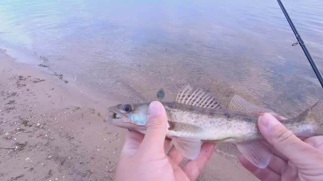 ЛОВЛЯ СУДАКА, БЕРША В СЕНТЯБРЕ НА ТЮЛЬКУ. МОРОЗ В СЕНТЯБРЕ РЫБАЛКА НА РЕКЕ С БЕРЕГА смотреть онлайн