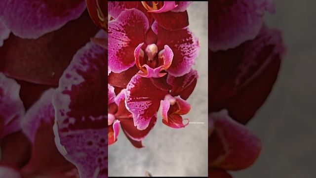 Phal. Montpellier butterfly 🌸 Домашнее цветение ароматной орхидеи бабочки Монпелье смотреть онлайн