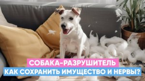 🪑VS🐕 Собака грызет и портит мебель: что делать?