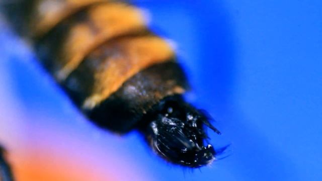 Black fly under the MICROSCOPE // invisible world смотреть онлайн