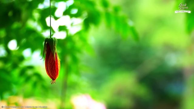 THE BEST GOOD MORNING MUSIC - Positive Energy & Stress Relief - Morning Songs For A Positive Day