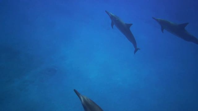 Underwater world with Relaxing Music, Meditation and Calming Music. смотреть онлайн