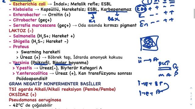 GRAM NEGATİFLER ÖZET смотреть онлайн