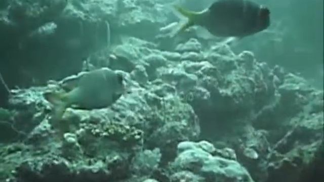 Diving on maledives смотреть онлайн