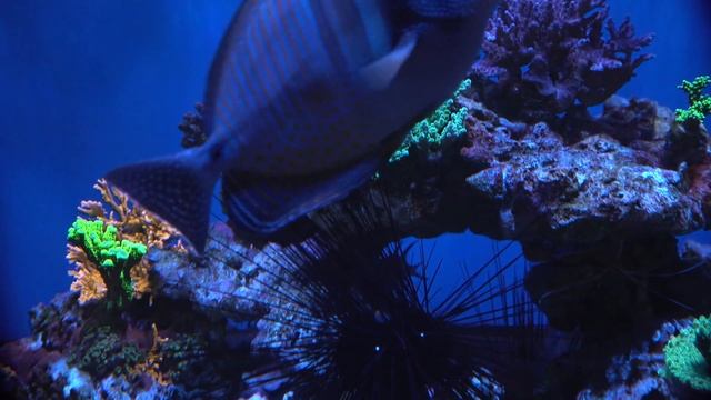 Дубай Экскурсия по коралловой ферме и шоу руму BPK смотреть онлайн