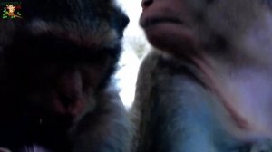 BREAK HEART BABY CALVIN CRY GET LOVELY MOM CASI PULL CALVIN FROM CHIKO STEAL LONG DOESN'T GET MILK