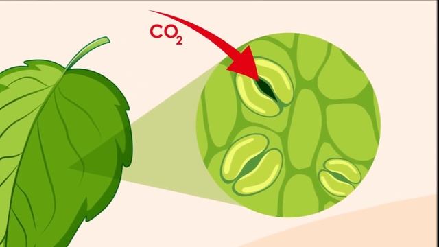 Photosynthesis for Kids - Introduction to Photosynthesis for Children: FreeSchool смотреть онлайн