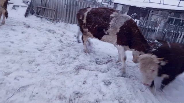 мой гигант выходит смотреть онлайн