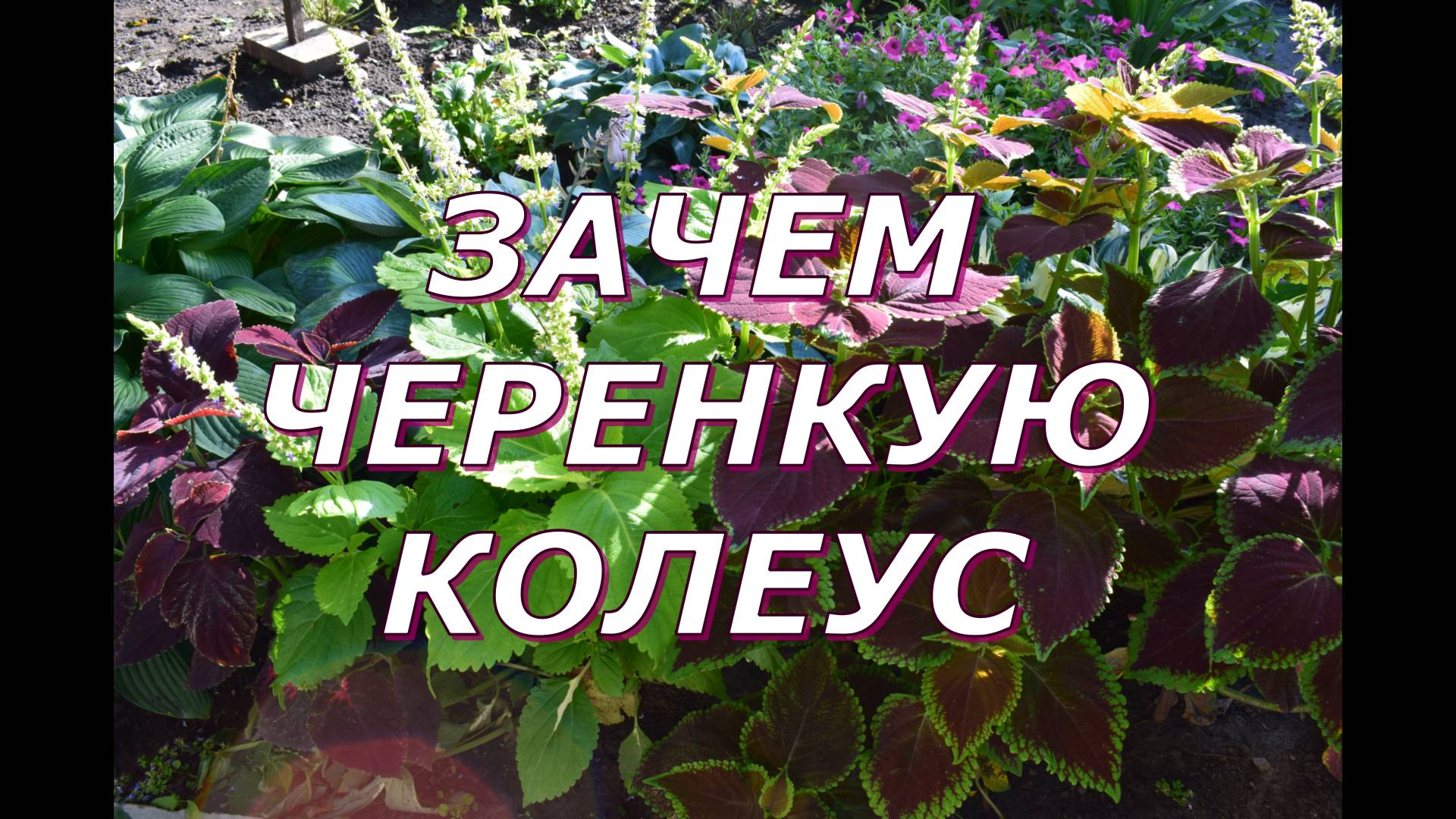 Для чего черенкую Колеус в конце дачного сезона смотреть онлайн
