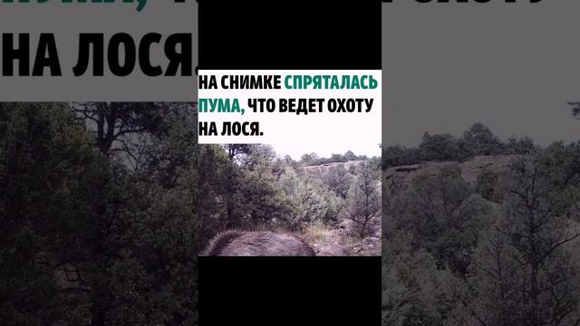 Тест на внимательность смотреть онлайн