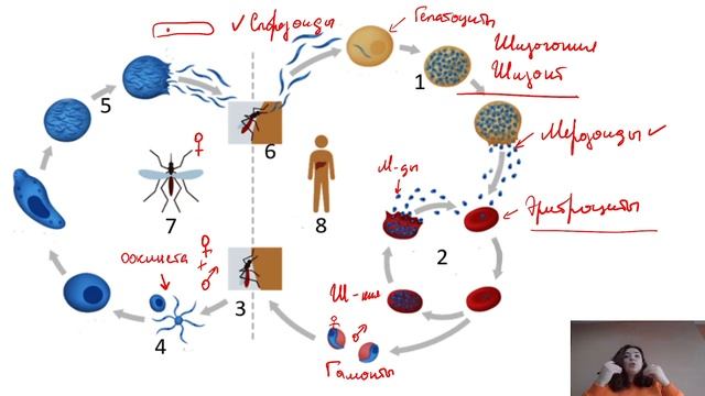 Цикла малярийного плазмодия за 15 минут смотреть онлайн