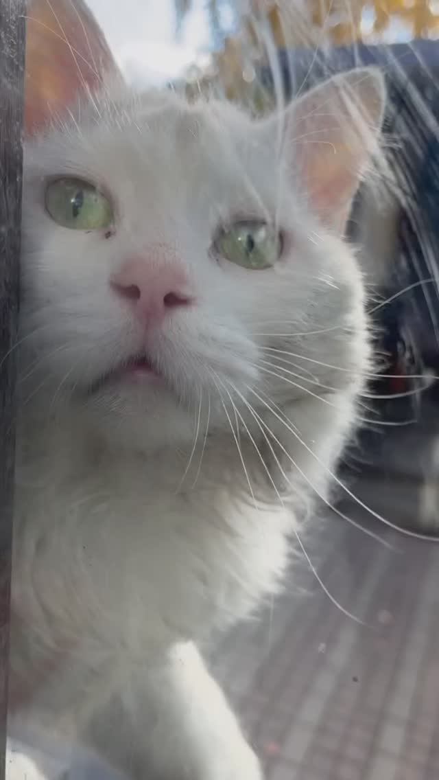 Пустите домой… смотреть онлайн