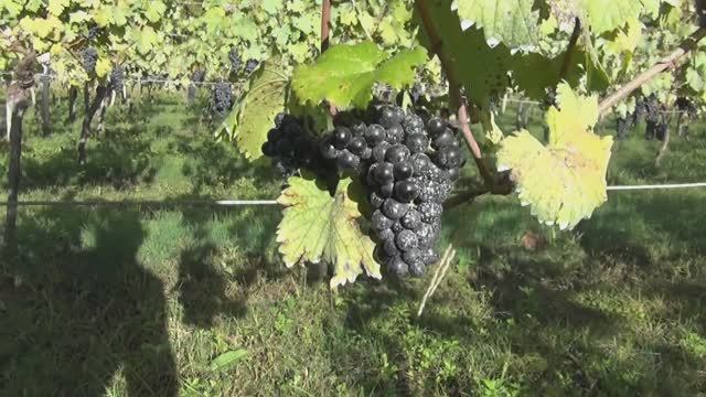 Тур по винодельням Грузии