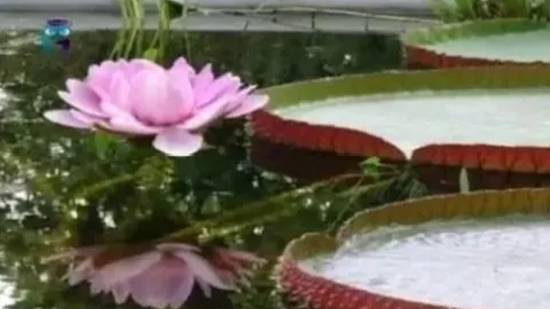 Виктория регия смотреть онлайн