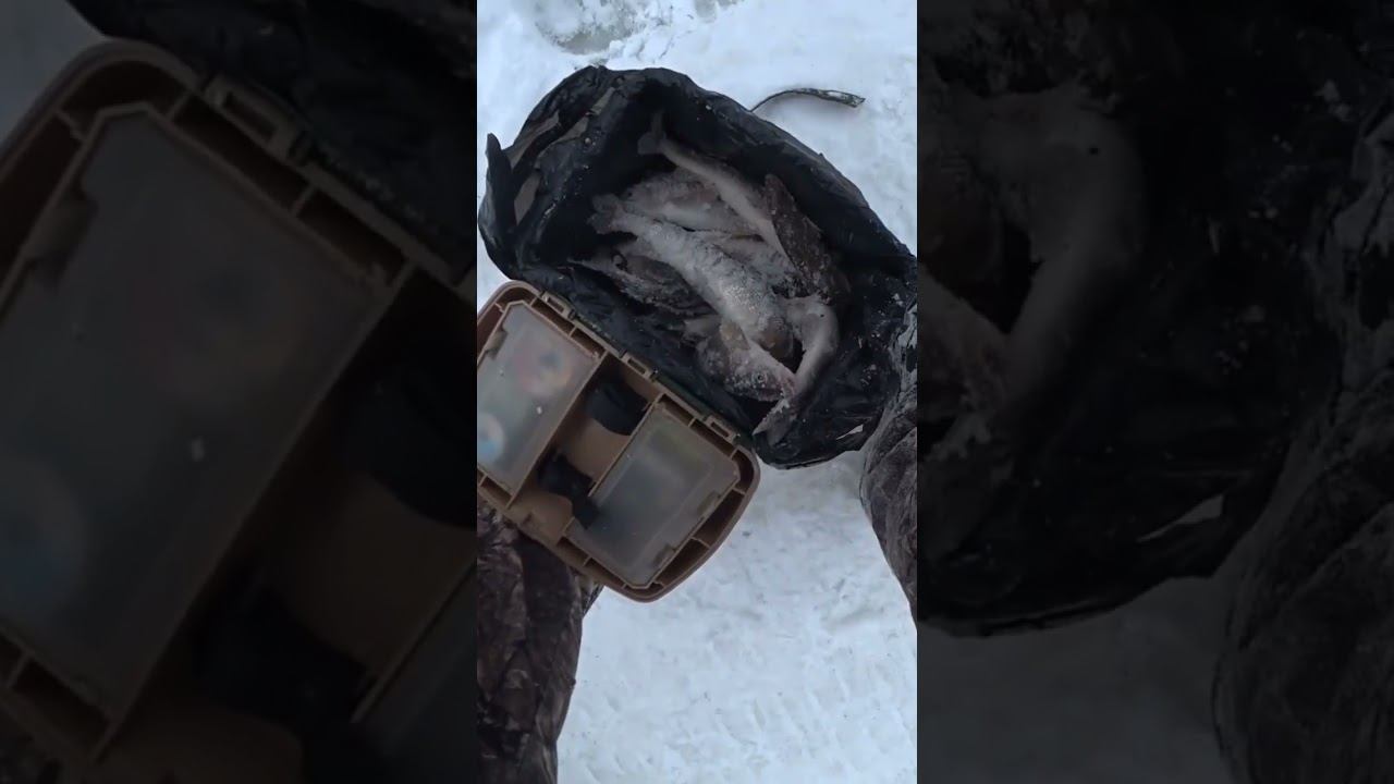 целое ведро ХАРИУСА смотреть онлайн