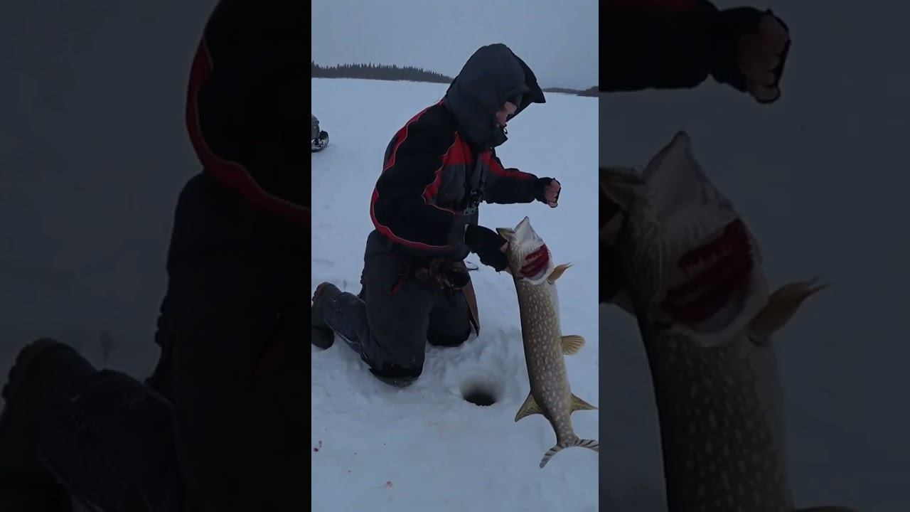 шустрая щука смотреть онлайн