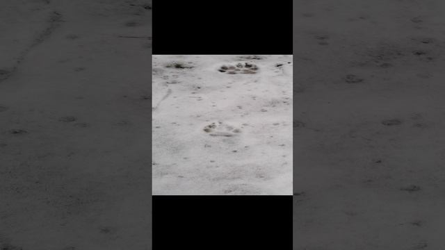 Ноябрь и следы на снегу_20241121_150232 смотреть онлайн