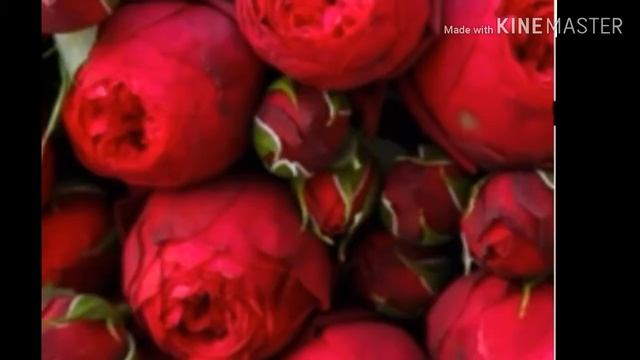 Малиновый свет :3 смотреть онлайн