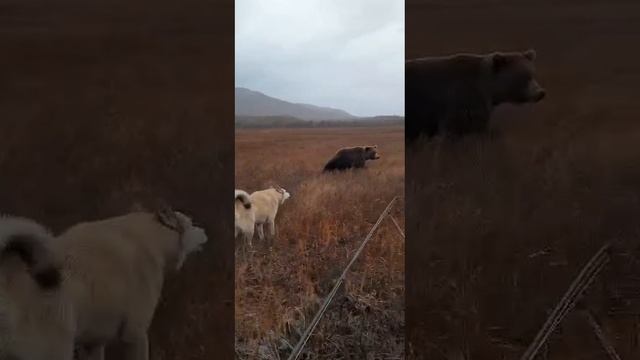 Встреча с Медведем смотреть онлайн