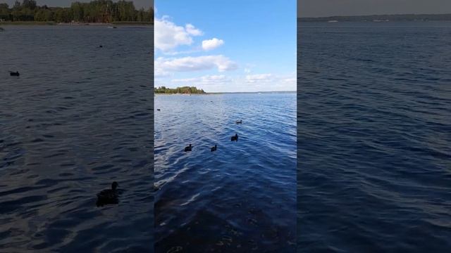 Селигер. Утки смотреть онлайн