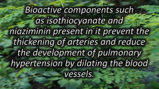 The POWERFUL Benefits of MORINGA OLEIFERA | Malunggay | Super Food смотреть онлайн