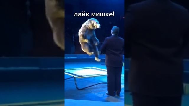 Мишка смотреть онлайн
