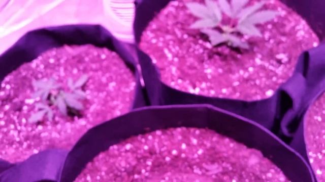 Bloomspect 300 watt LED light смотреть онлайн