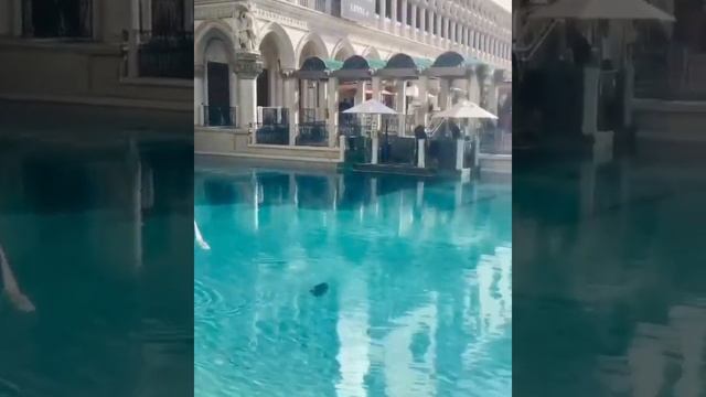 Венеция. Во время карантина, в каналах появилась рыба, а вода приобрела бирюзовый цвет. смотреть онлайн