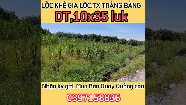 ⚡️ĐẤT LÚA GIÁ RẺ⚡️DT,10X35 LUK GIÁ 500TR, BỚT LỘC. 0397158836. смотреть онлайн